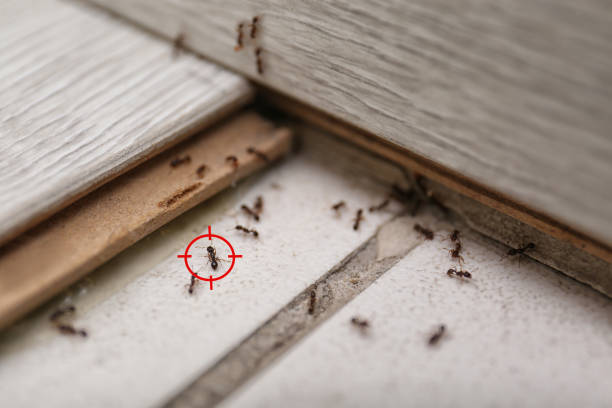 Best Local Pest Control Services  in Eden Isle, LA