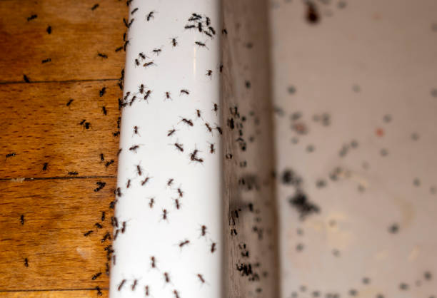 Best Pest Removal Services  in Eden Isle, LA