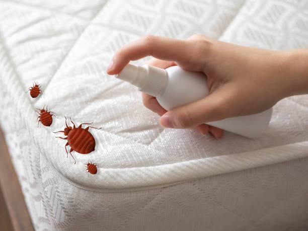 Best Pest Control Near Me in Eden Isle, LA