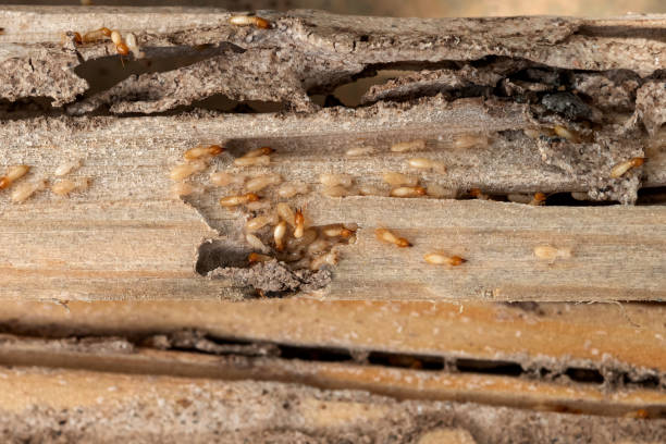 Best Residential Pest Control  in Eden Isle, LA