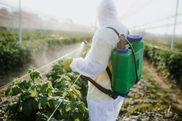 Best Ant Control Services  in Eden Isle, LA
